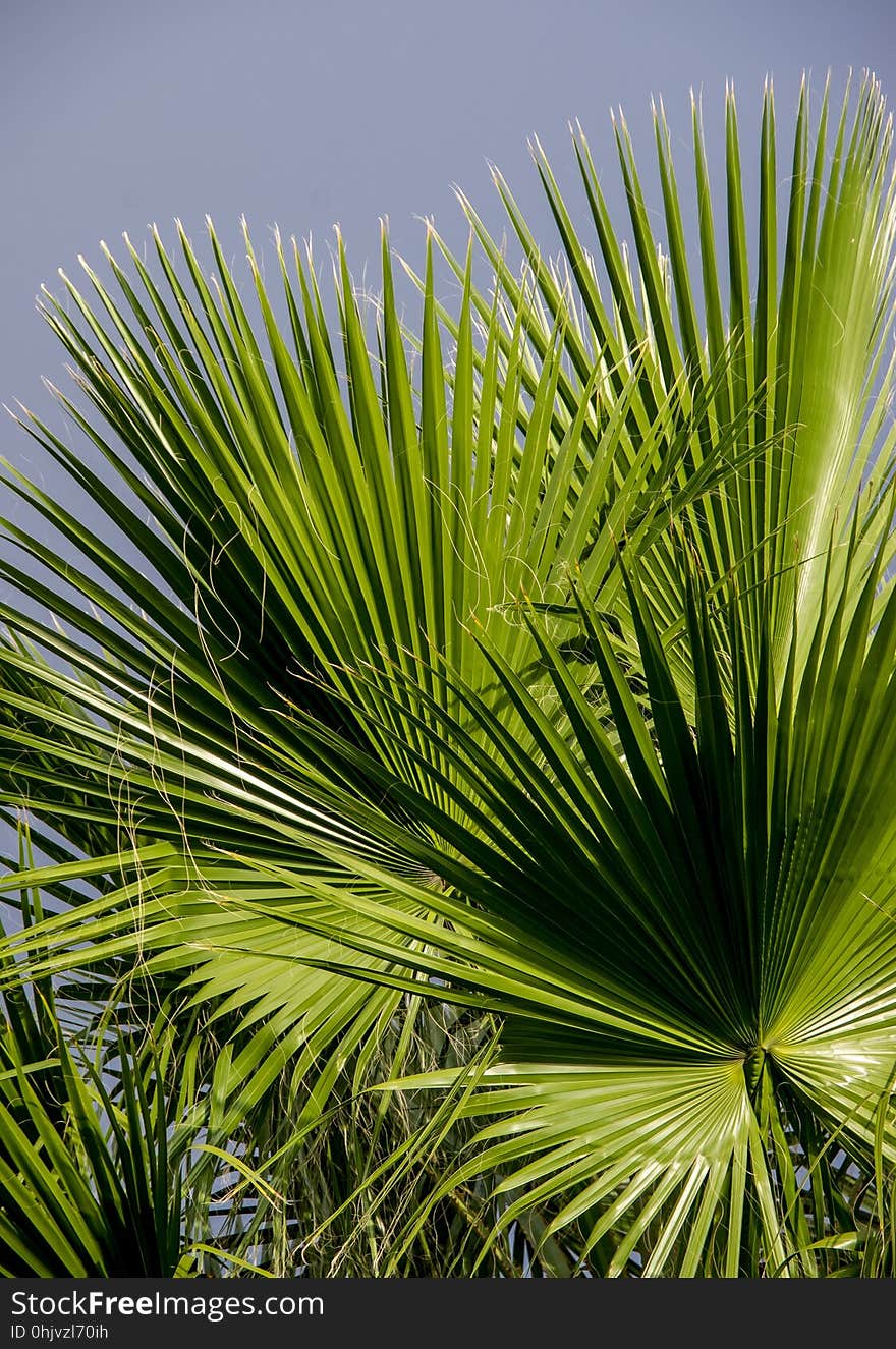 Vegetation, Arecales, Palm Tree, Leaf