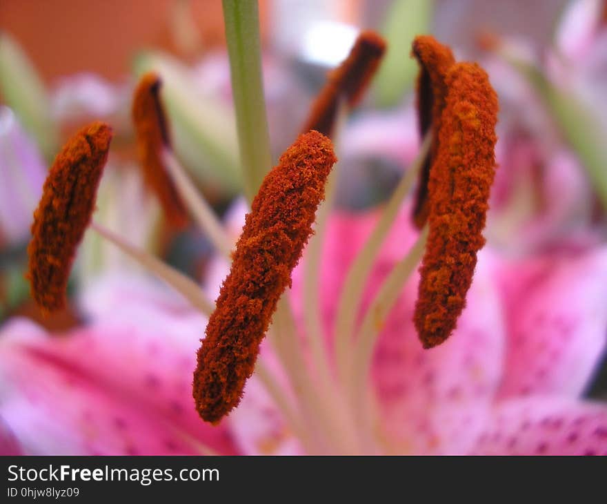 Flora, Close Up, Macro Photography, Flower