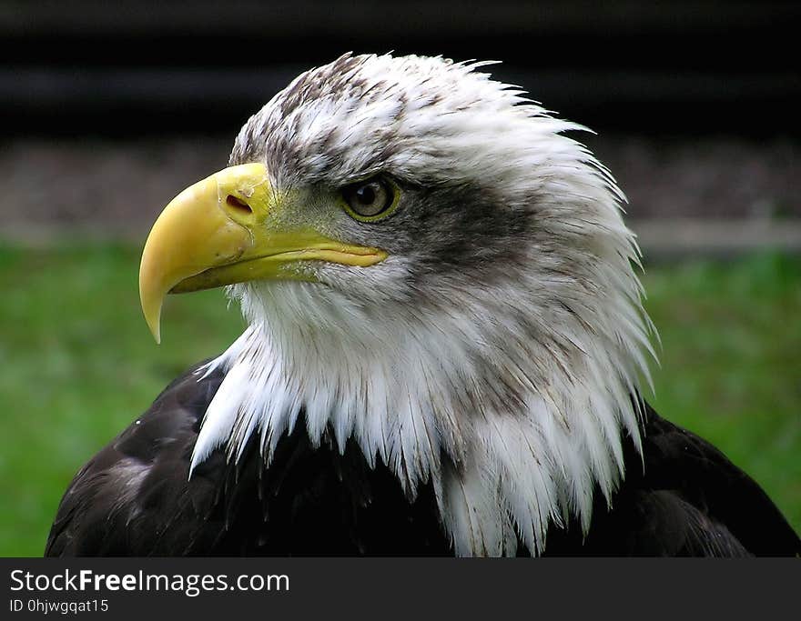 Beak, Bird Of Prey, Eagle, Bird