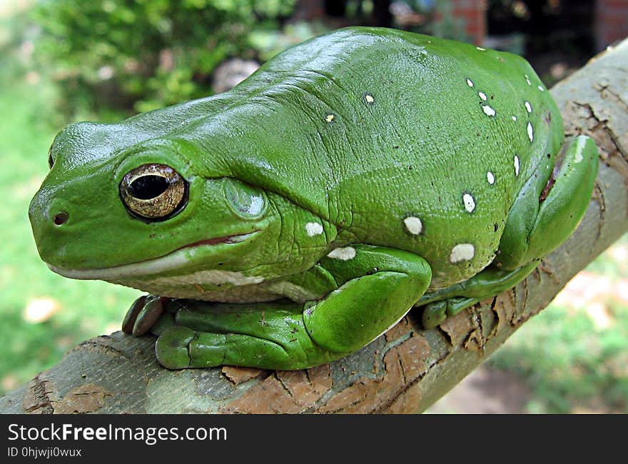Ranidae, Amphibian, Frog, Toad