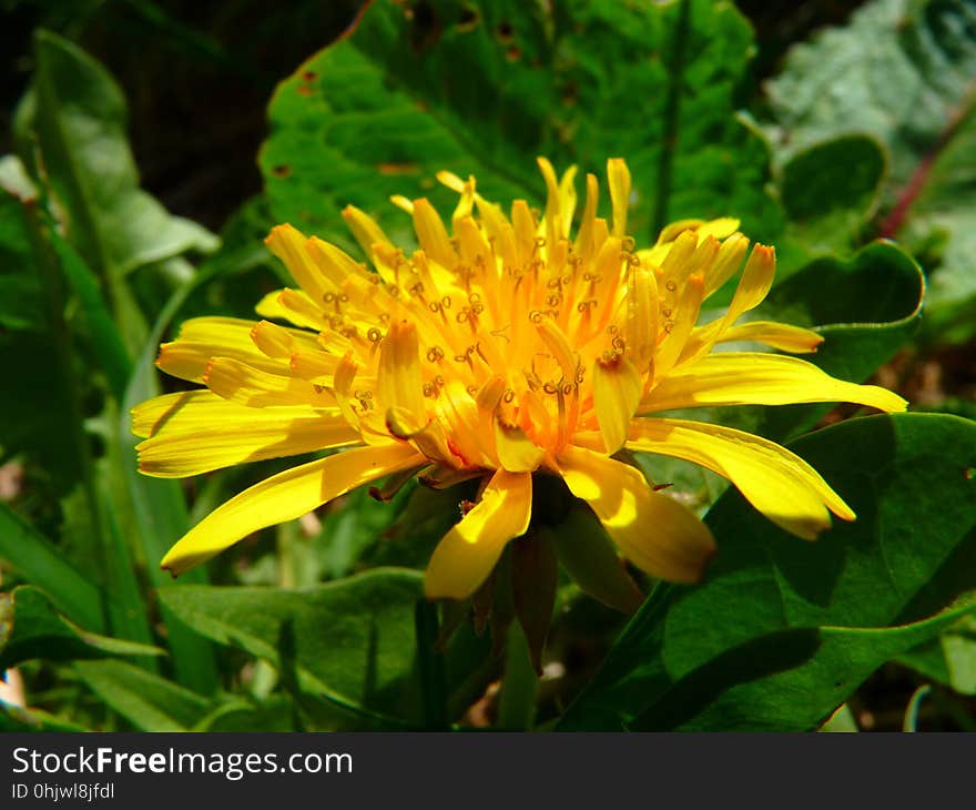 Flower, Yellow, Plant, Flora