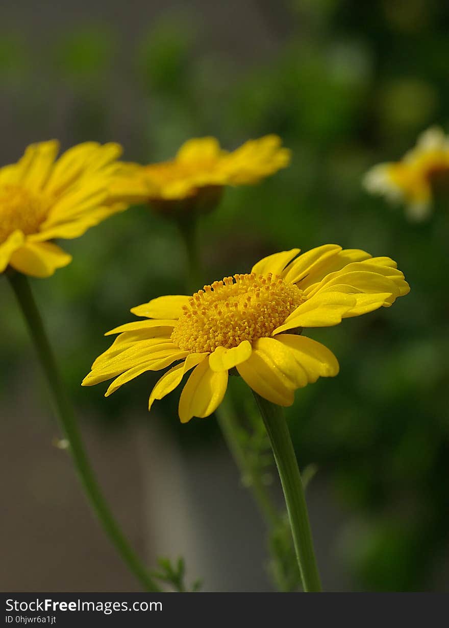 Flower, Yellow, Flora, Close Up