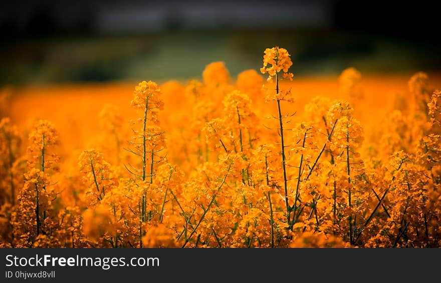 Yellow, Field, Wildflower, Rapeseed