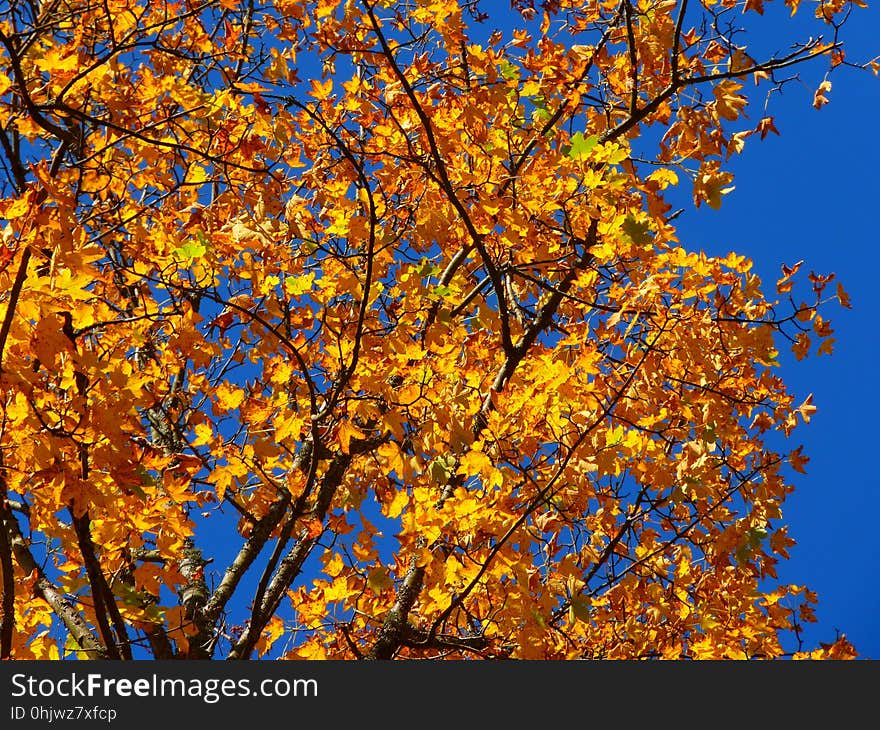 Tree, Branch, Autumn, Yellow