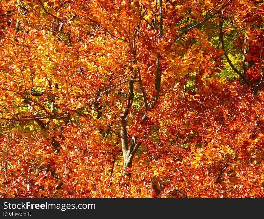 Autumn, Deciduous, Leaf, Tree