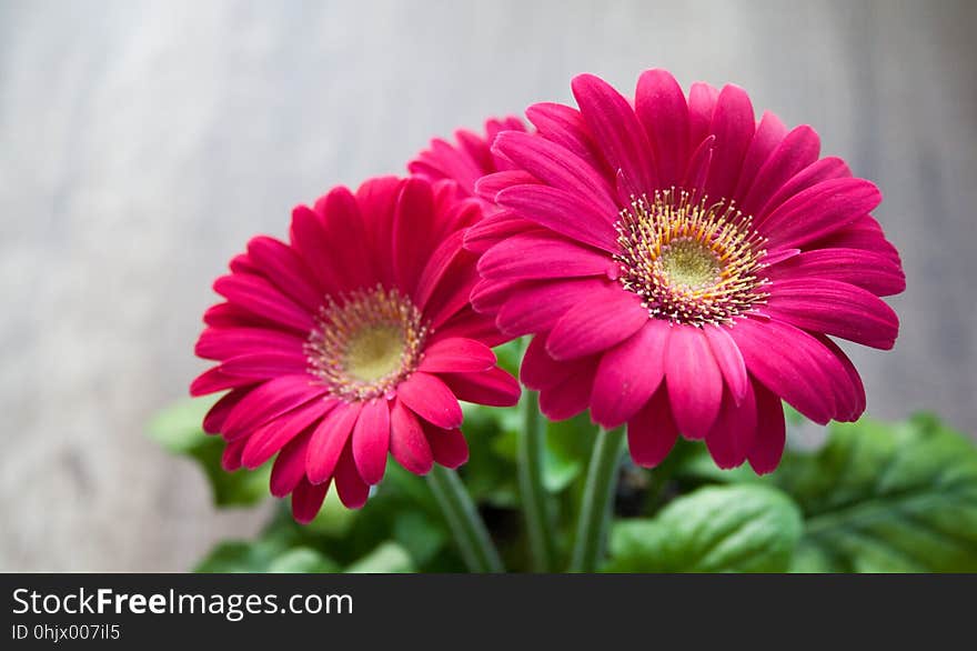 Flower, Pink, Gerbera, Flowering Plant