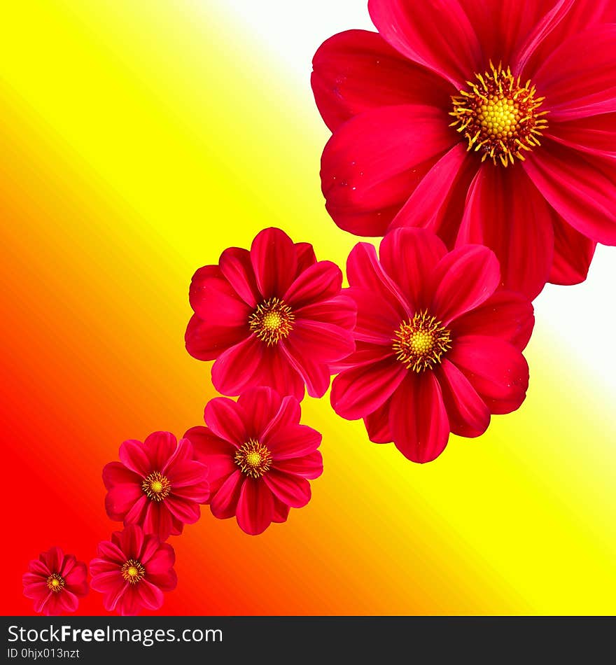 Flower, Red, Petal, Garden Cosmos