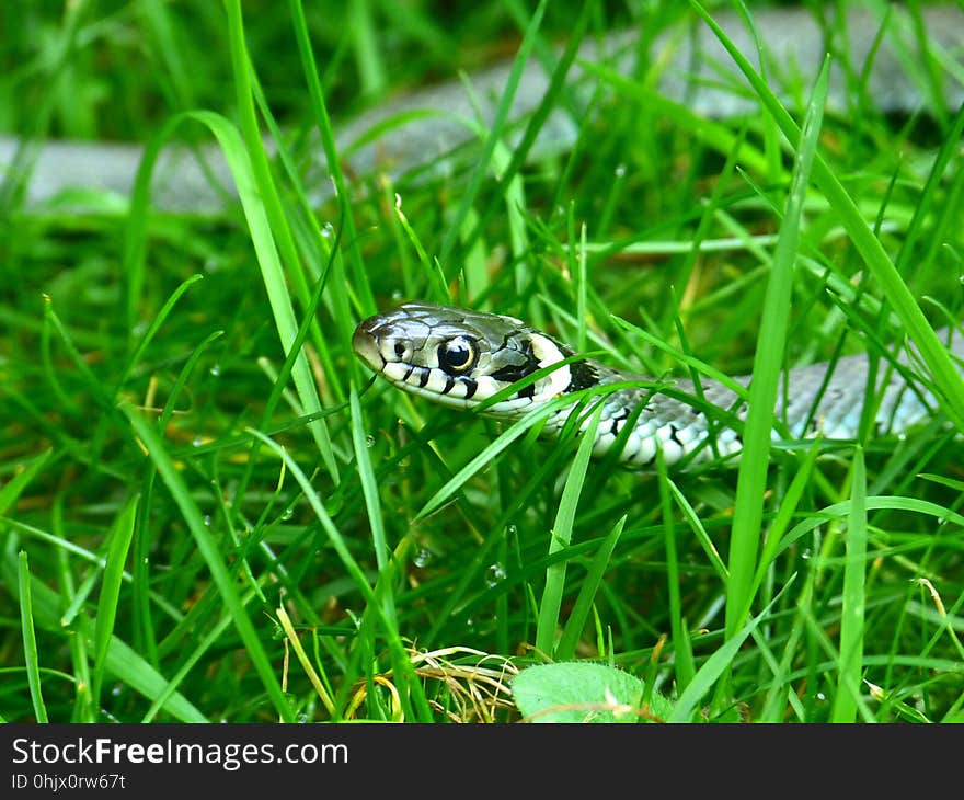 Grass, Reptile, Fauna, Organism