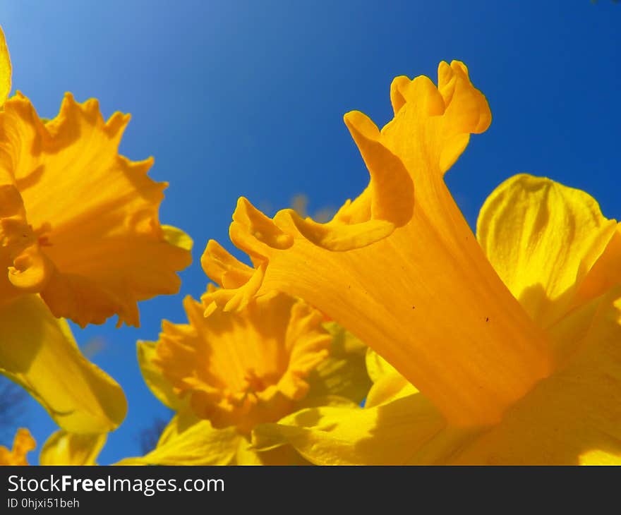 Flower, Yellow, Flora, Sky