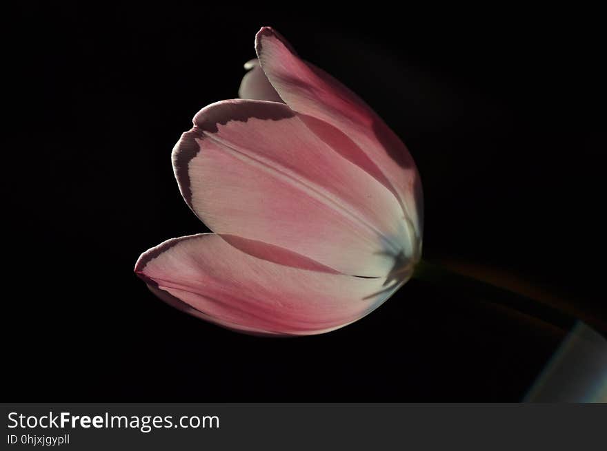 Flower, Pink, Close Up, Petal