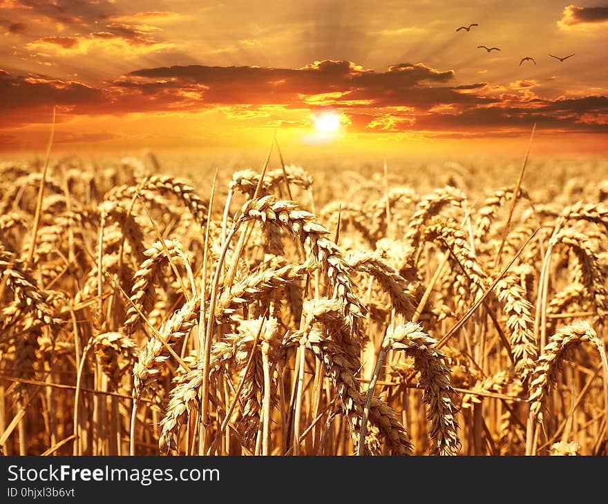 Wheat, Field, Grain, Food Grain