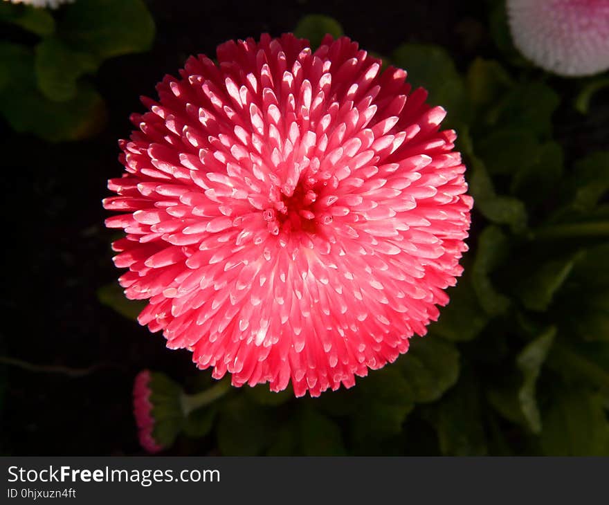 Flower, Flora, Plant, Close Up