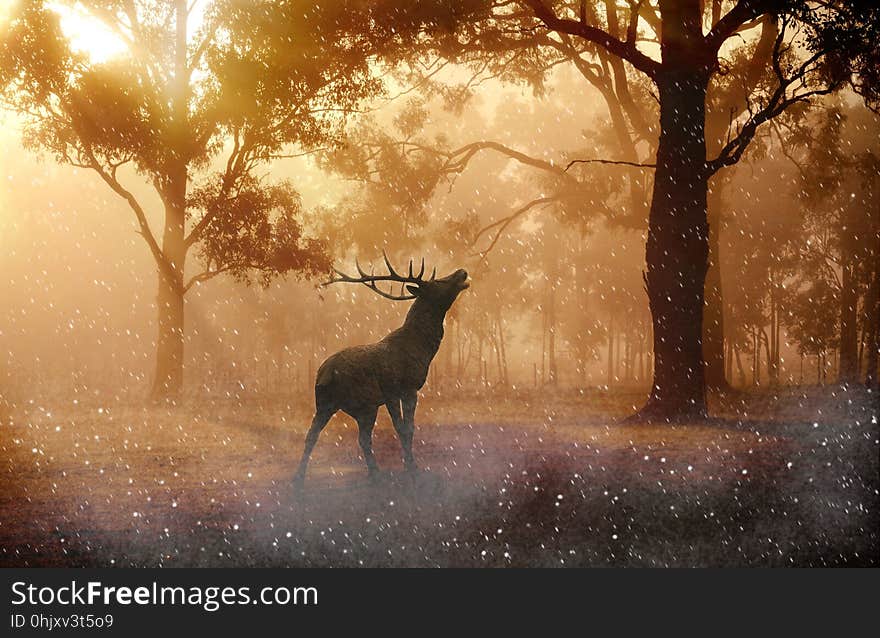 Wildlife, Fauna, Deer, Morning