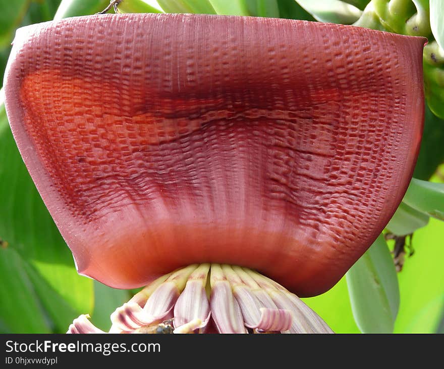 Flower, Flora, Close Up, Plant