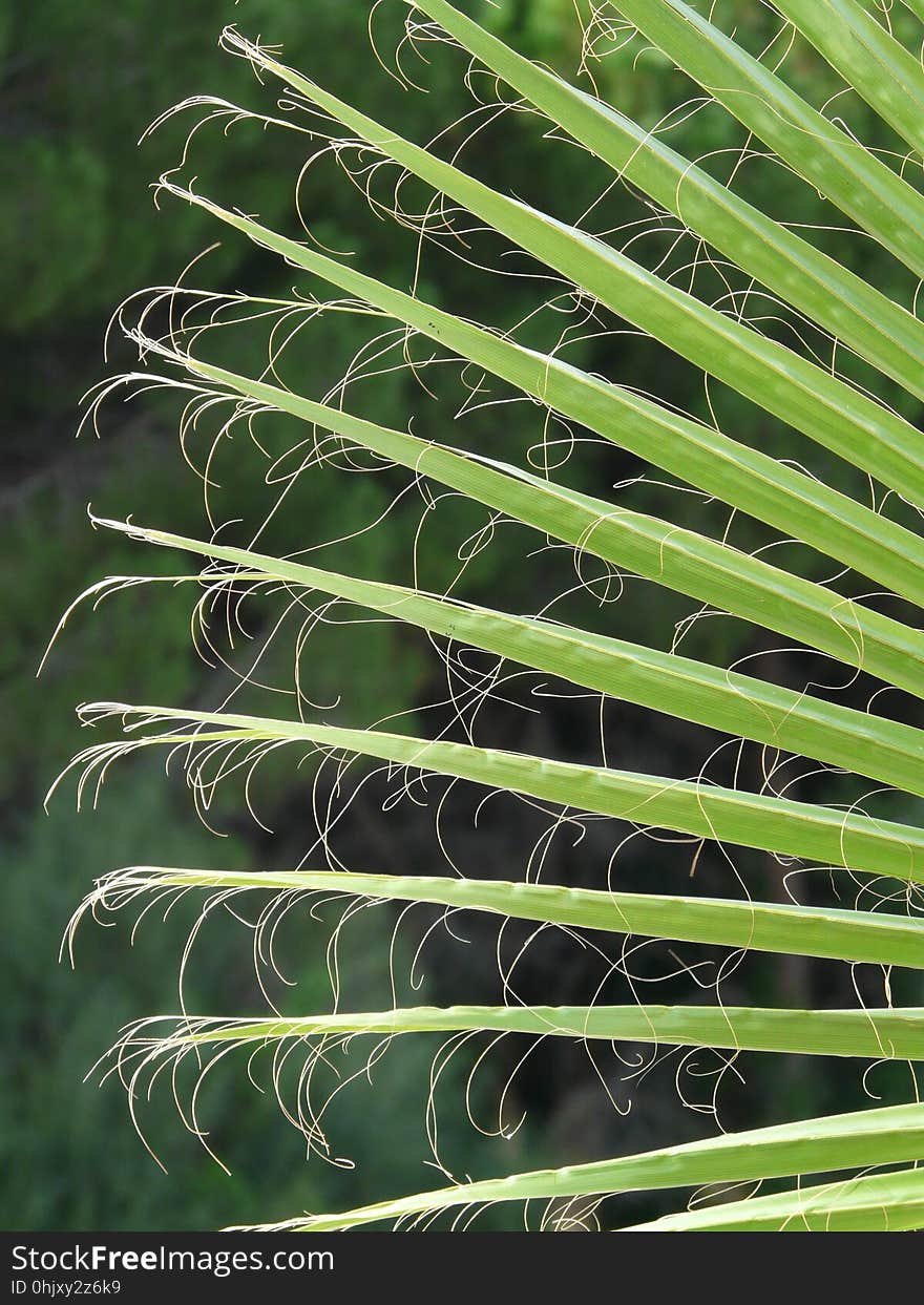 Plant, Vegetation, Leaf, Grass