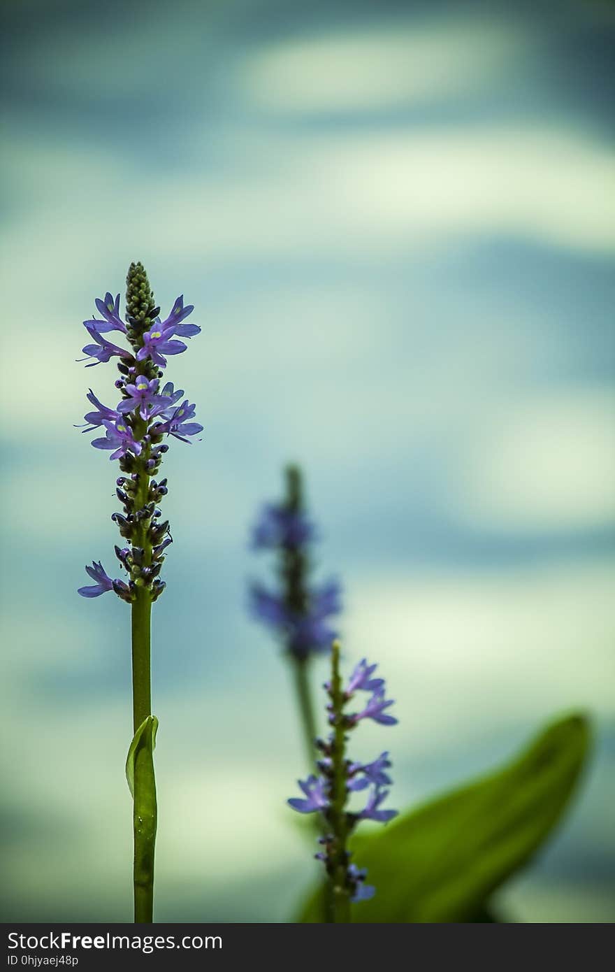 Flora, Plant, Lavender, Close Up