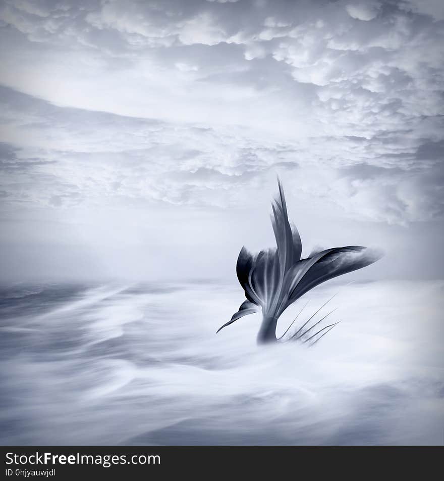 Sky, Black And White, Water, Calm