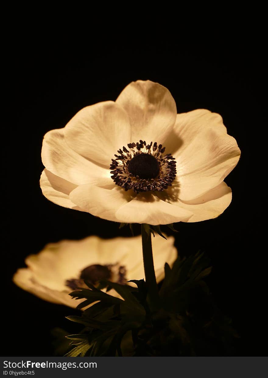 Flower, Flora, Petal, Still Life Photography