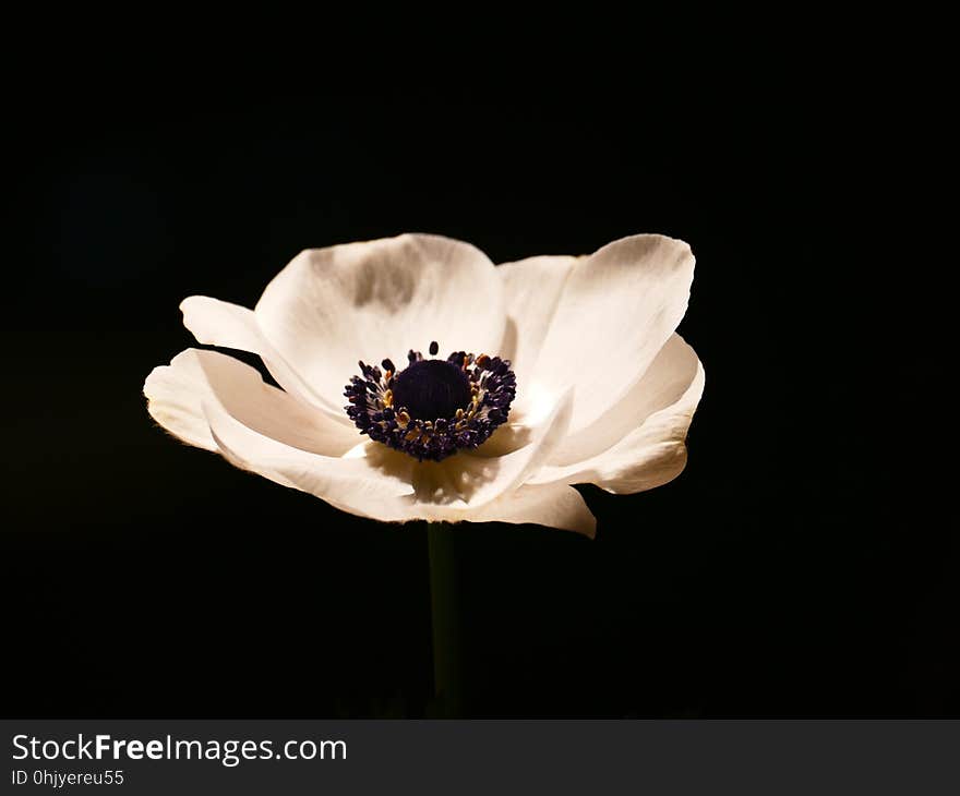 Flower, Still Life Photography, Petal, Plant