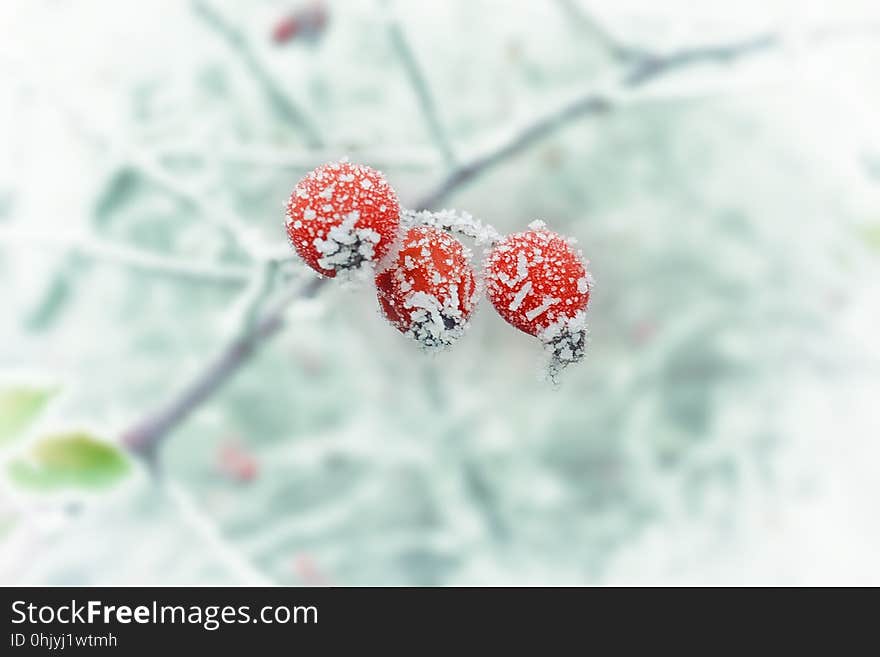 Macro Photography, Winter, Close Up, Snow