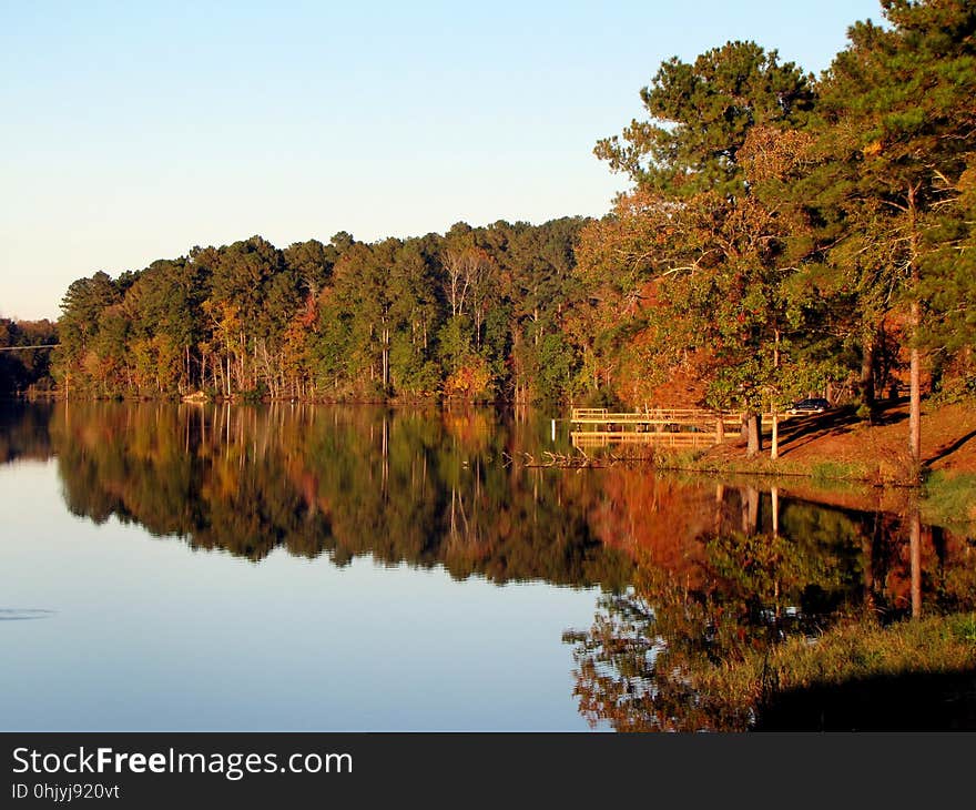 Reflection, Nature, Water, Leaf