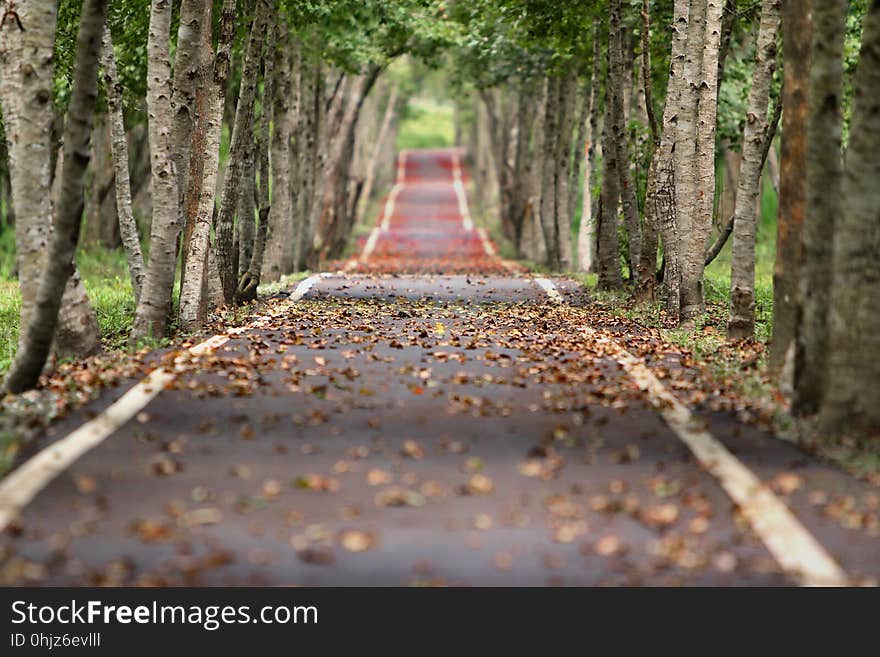 Path, Nature, Tree, Woodland