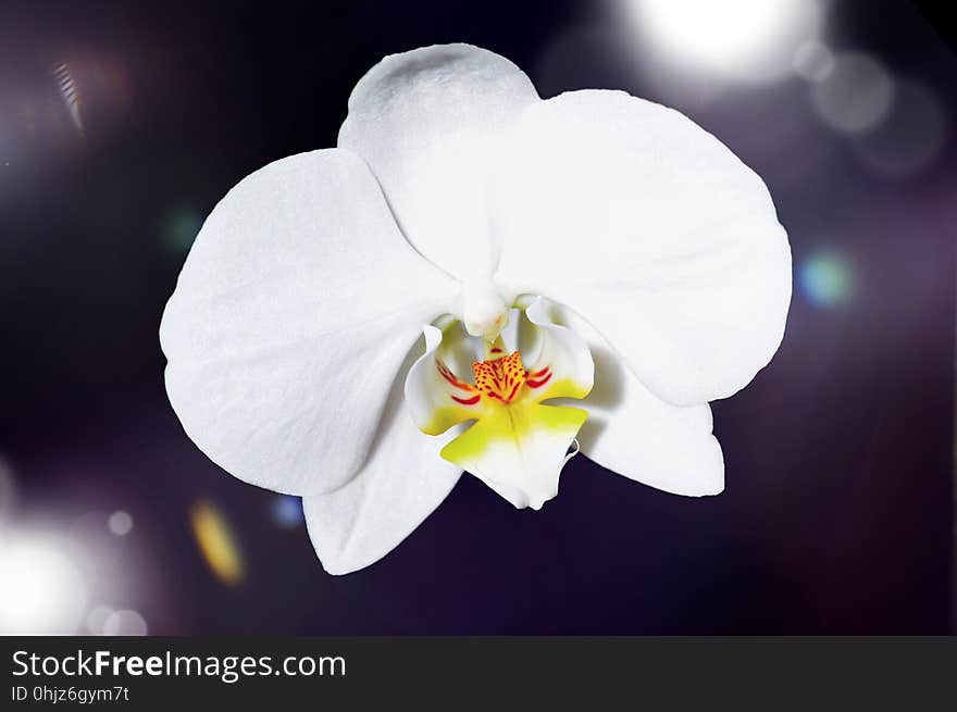 Flower, White, Flowering Plant, Flora