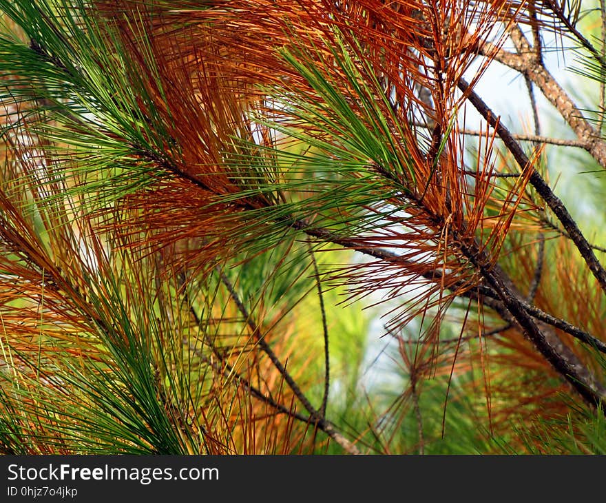 Vegetation, Tree, Ecosystem, Leaf