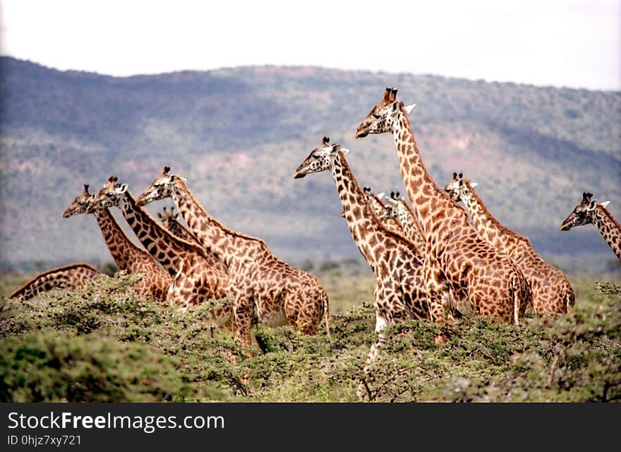 Giraffe, Terrestrial Animal, Wildlife, Fauna