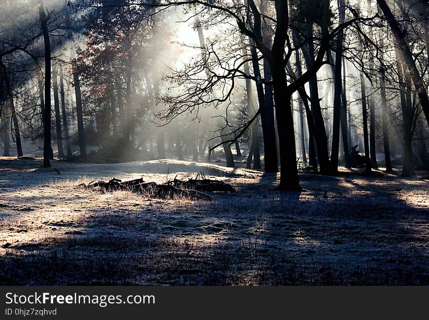 Nature, Tree, Woodland, Woody Plant