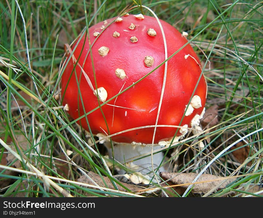 Mushroom, Fungus, Agaric, Penny Bun