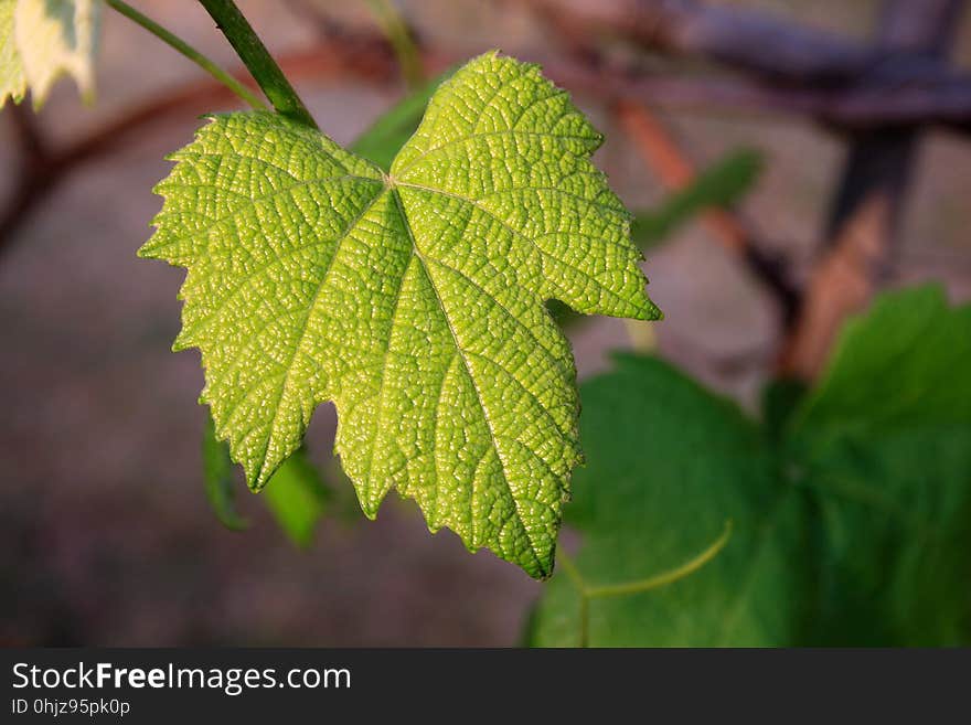 Leaf, Vegetation, Grapevine Family, Grape Leaves