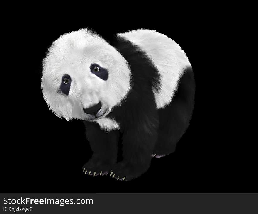 Black, Black And White, Giant Panda, Snout