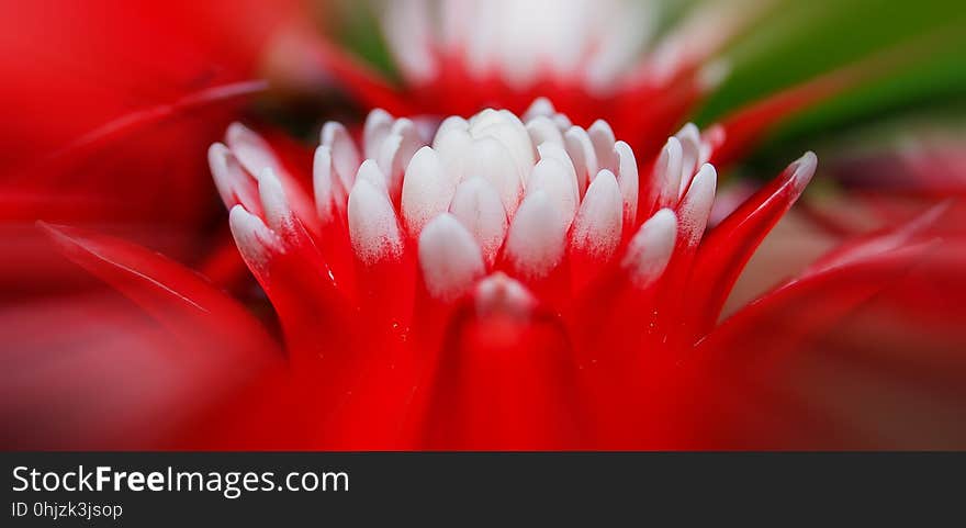 Flower, Red, Flora, Macro Photography