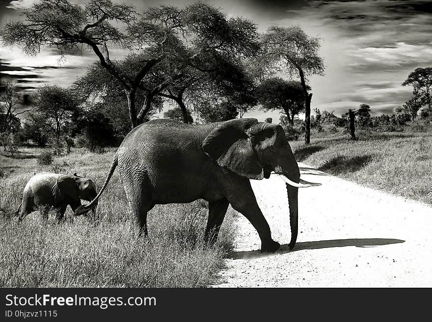 Elephants And Mammoths, Elephant, Wildlife, Terrestrial Animal