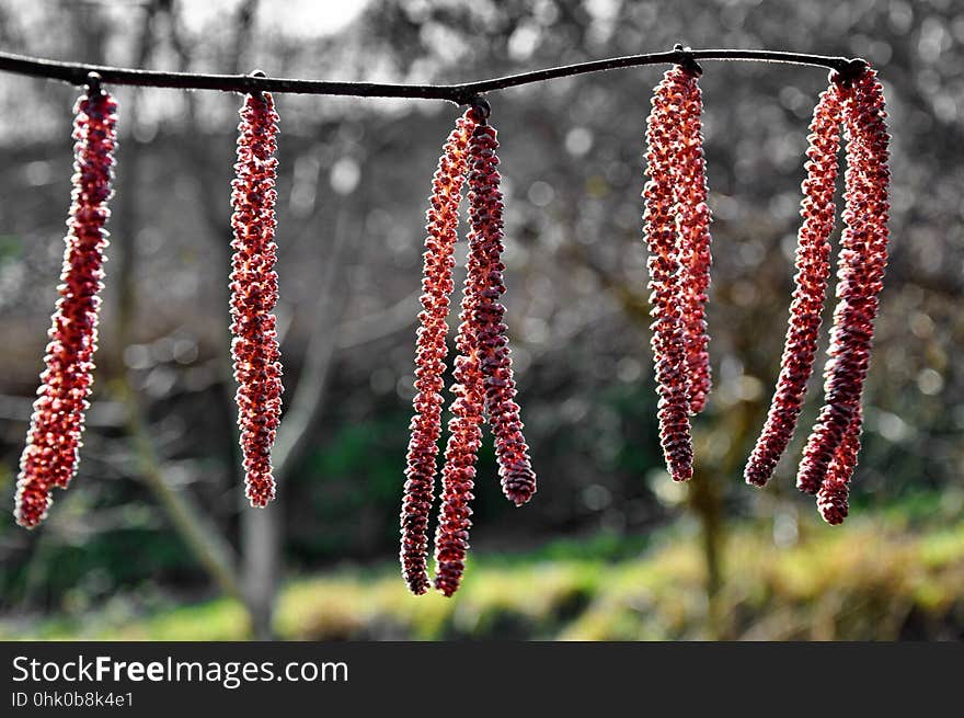 Flora, Spring, Plant Stem, Branch