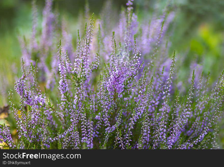 Blooming Heather In National Park Maasduinen, Netherlands