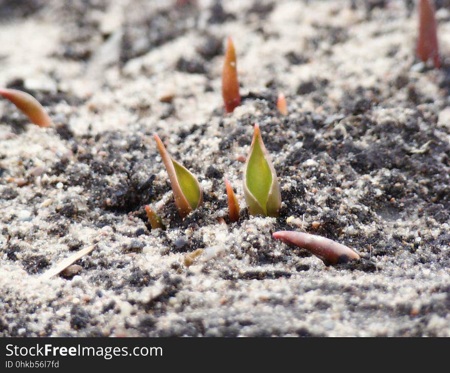 The green shoots of the tulips breaking through the ground