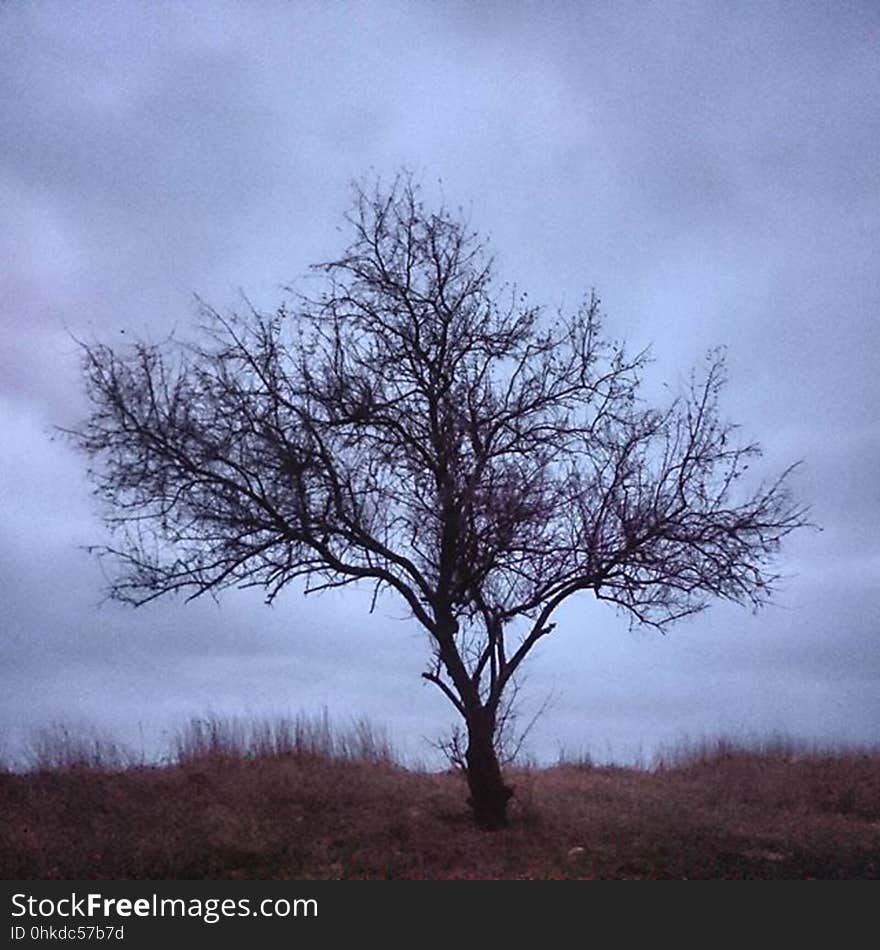 A bare tree on the seashore under cloudy skies. A bare tree on the seashore under cloudy skies.