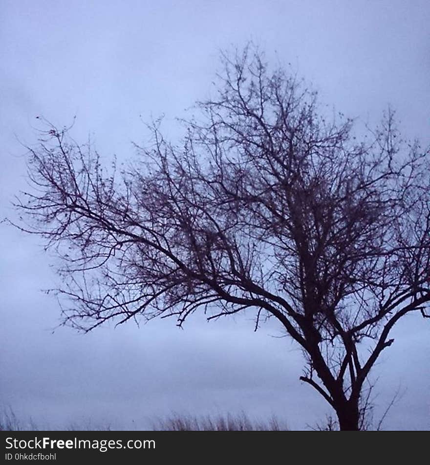 Sky, branch, tree, winter, woody plant, freezing