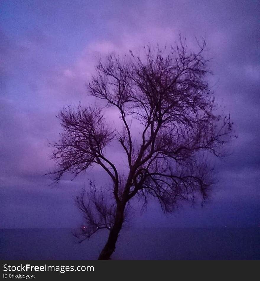 Single tree without leaves in a purple Winter landscape, touch of blue in the sky. Single tree without leaves in a purple Winter landscape, touch of blue in the sky.