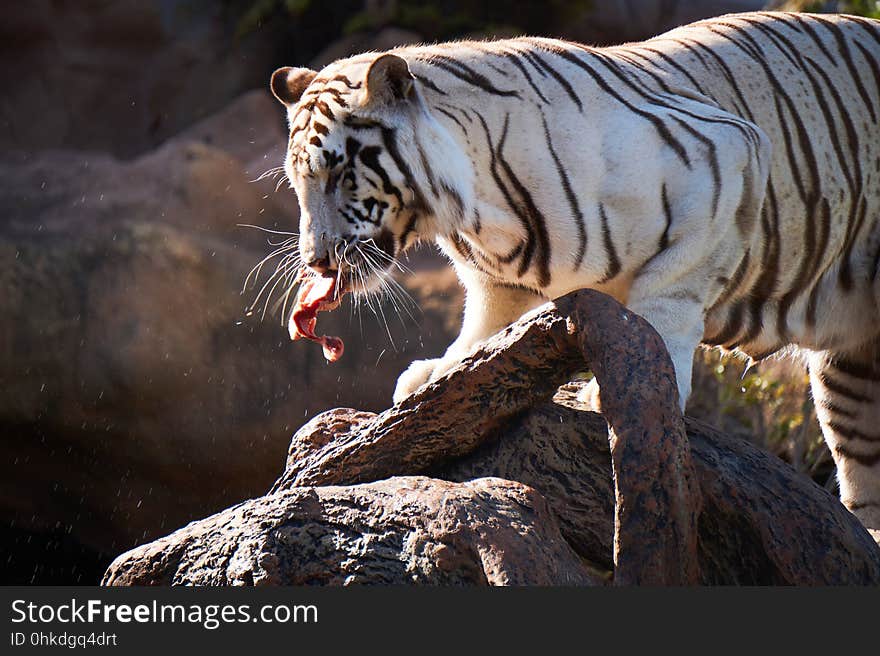 A tiger getting lunch