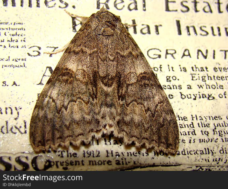 Gray Night Moth Flew Into The House