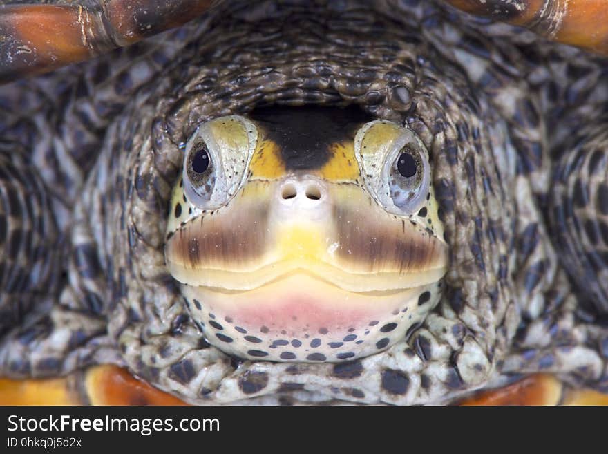 Texas Diamondback terrapin, Malaclemys terrapin littoralis, is found in brackish waters around Texas.