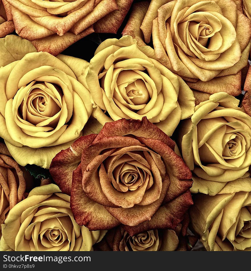 Flower, Yellow, Rose, Rose Family