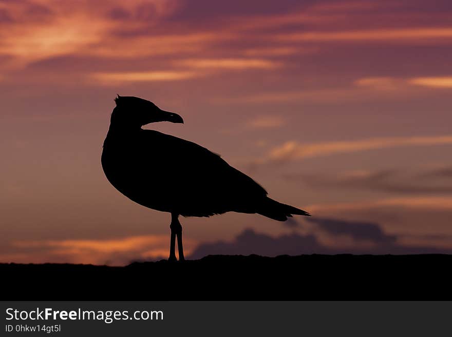 Sky, Beak, Seabird, Bird