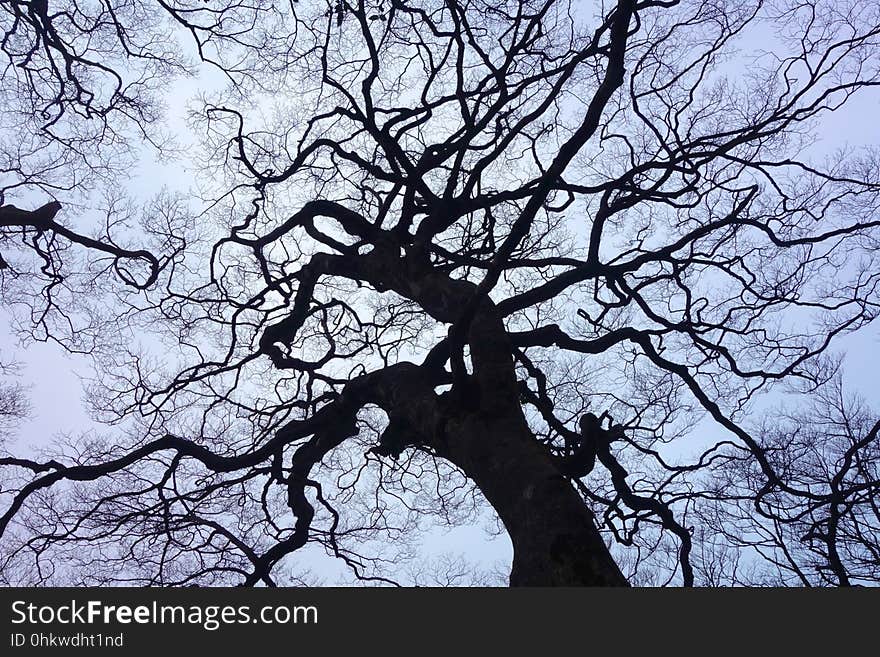 Tree, Branch, Woody Plant, Sky