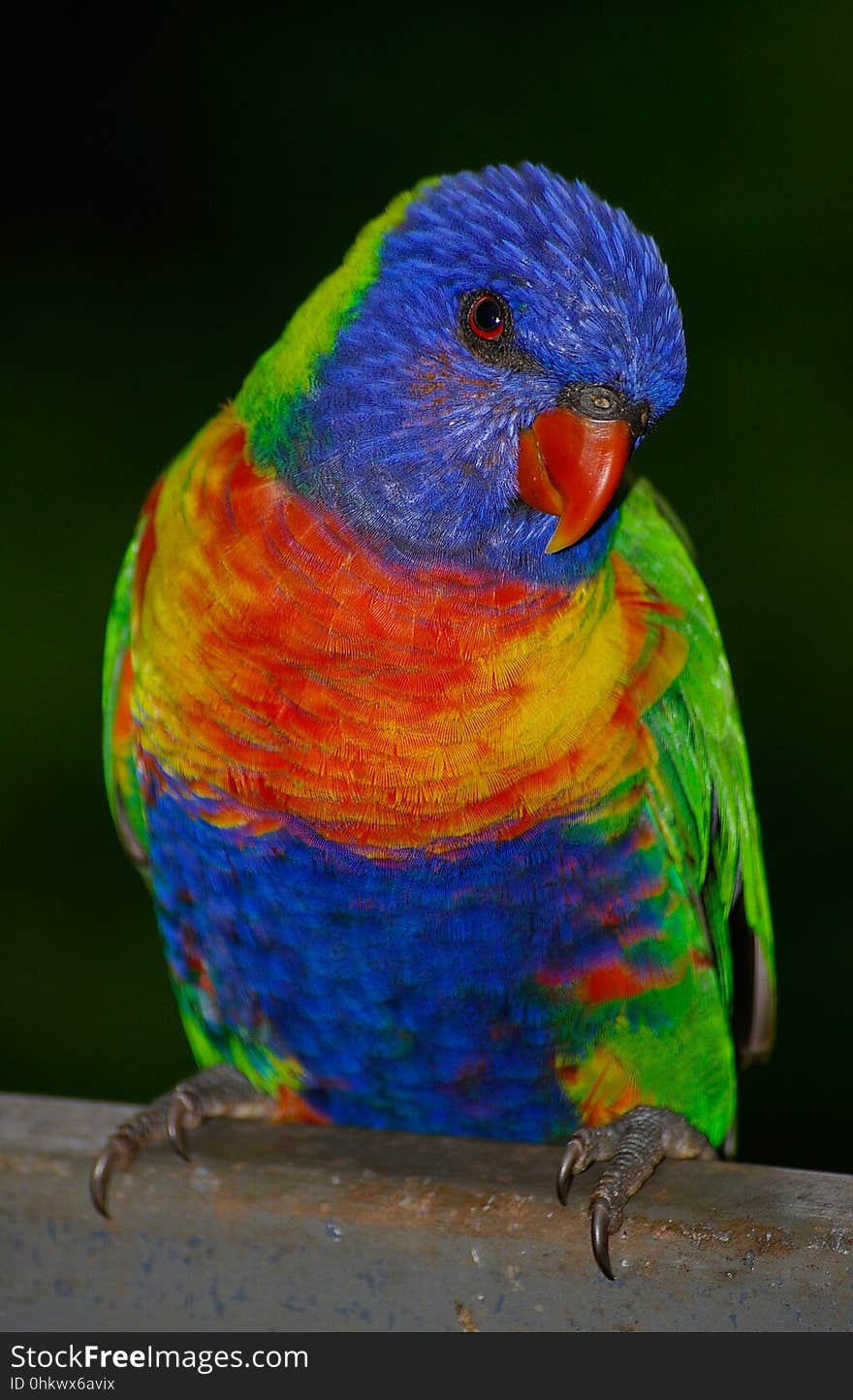 Bird, Beak, Lorikeet, Parrot