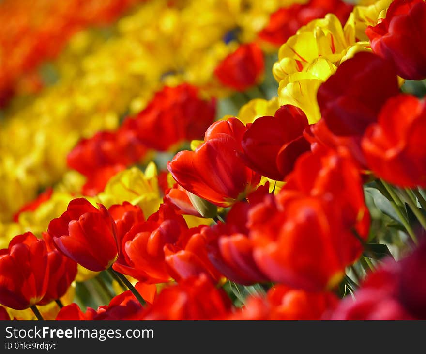 Flower, Flowering Plant, Yellow, Tulip