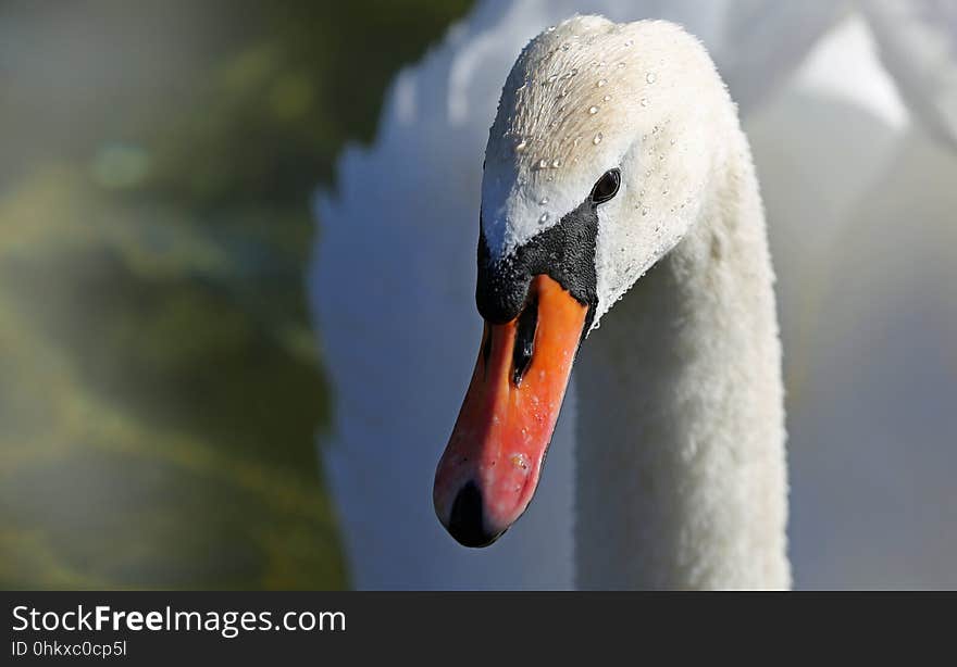 Bird, Beak, Swan, Water Bird